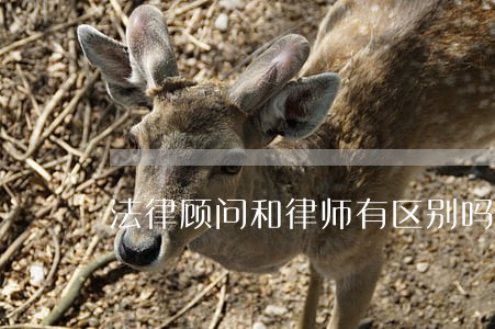 法律顾问和律师有区别吗