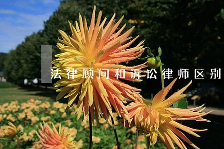 法律顾问和诉讼律师区别