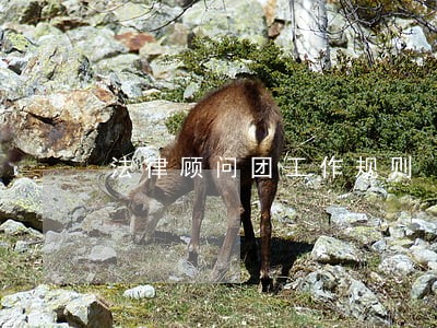 法律顾问团工作规则