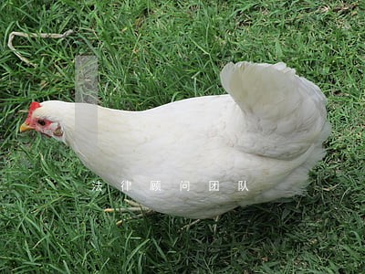法律顾问团队 法律顾问团队