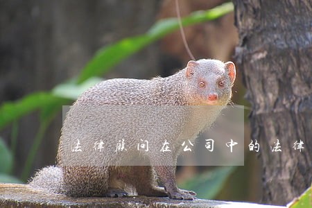 法律顾问在公司中的法律培训 法律顾问在公司中的法律培训