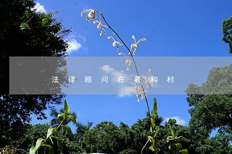 法律顾问在羲和村 法律顾问在羲和村