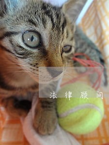 法律顾问坐班要求 法律顾问坐班要求