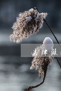 法律顾问审核合同意见表 法律顾问审核合同意见表