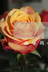 法律顾问履职情况登记表 法律顾问履职情况登记表