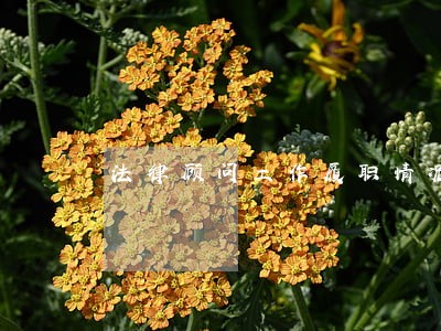法律顾问工作履职情况 法律顾问工作履职情况