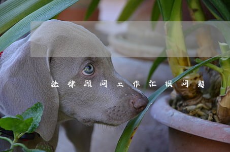 法律顾问工作汇报问题