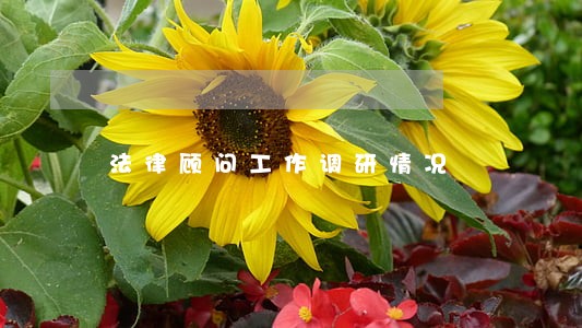 法律顾问工作调研情况 法律顾问工作调研情况