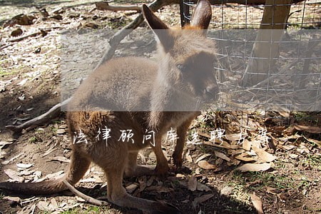 法律顾问库选聘方案 法律顾问库选聘方案