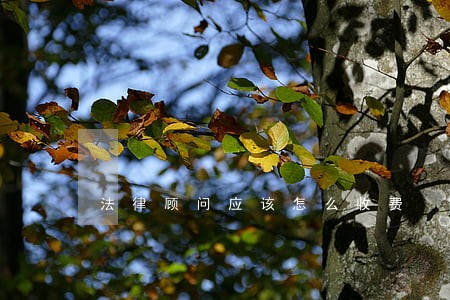法律顾问应该怎么收费 法律顾问应该怎么收费