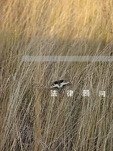 法律顾问建议政府书 法律顾问建议政府书