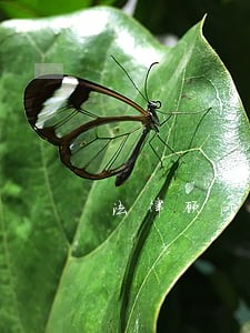法律顾问开展工作会议记录 法律顾问开展工作会议记录