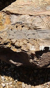 法律顾问律师公司地址 法律顾问律师公司地址