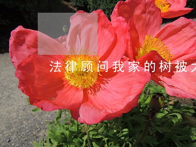 法律顾问我家的树被大风吹倒了 法律顾问我家的树被大风吹倒了