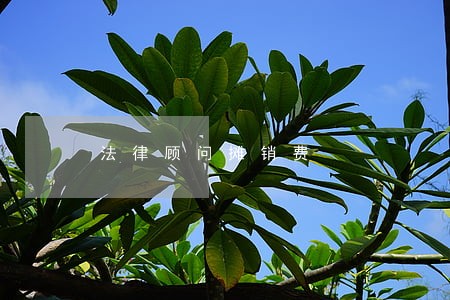 法律顾问摊销费