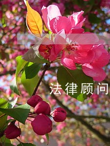 法律顾问救火员纠纷 法律顾问救火员纠纷