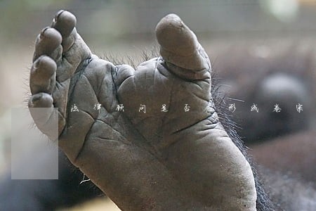 法律顾问是否应形成卷宗 法律顾问是否应形成卷宗