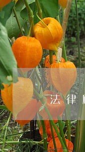 法律顾问有合同提成吗 法律顾问有合同提成吗