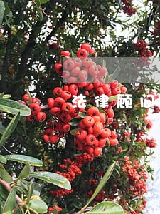 法律顾问有哪些称呼 法律顾问有哪些称呼