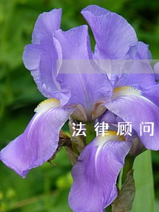 法律顾问服务团队投标 法律顾问服务团队投标