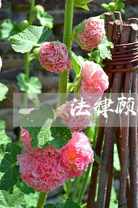 法律顾问服务有用吗