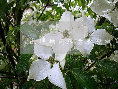 法律顾问服务费绩效目标 法律顾问服务费绩效目标