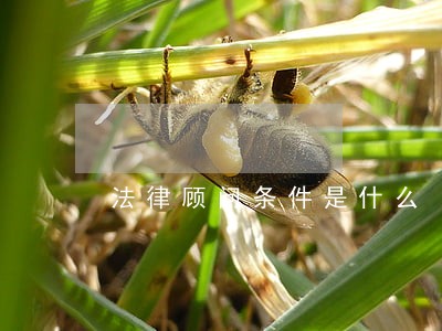 法律顾问条件是什么 法律顾问条件是什么