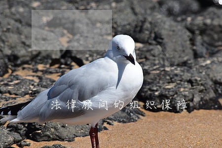 法律顾问的组织保障 法律顾问的组织保障