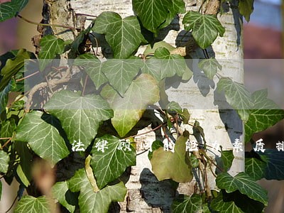 法律顾问的能力素质排序 法律顾问的能力素质排序