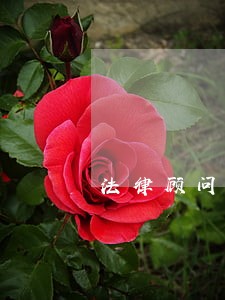 法律顾问的赔偿责任 法律顾问的赔偿责任