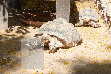 法律顾问离婚协议书 法律顾问离婚协议书