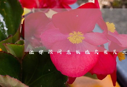 法律顾问老板拖欠农民工工资