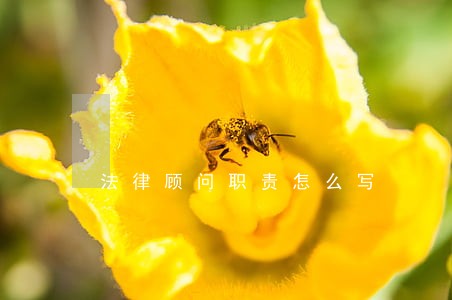 法律顾问职责怎么写 法律顾问职责怎么写