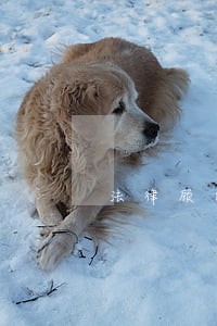 法律顾问聘请方式 法律顾问聘请方式