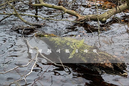 法律顾问能否持股 法律顾问能否持股