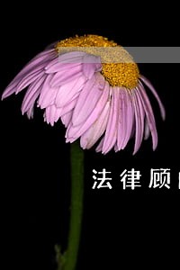 法律顾问要哪些证件