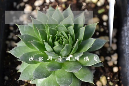 法律顾问调研课题