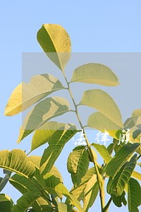 法律顾问费可以开专票吗 法律顾问费可以开专票吗