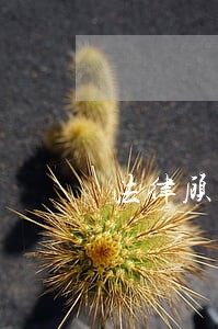 法律顾问选聘团队第三方 法律顾问选聘团队第三方
