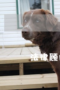 法律顾问集中服务日特写 法律顾问集中服务日特写