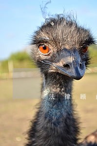 法律顾问面试提问 法律顾问面试提问