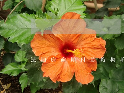 法拍房逾期付款按悔拍 法拍房逾期付款按悔拍