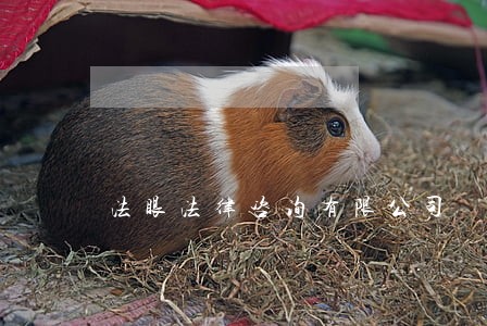 法眼法律咨询有限公司 法眼法律咨询有限公司