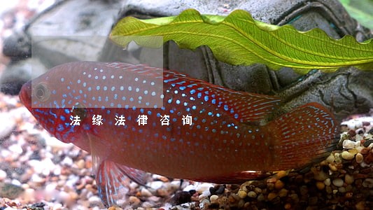 法缘法律咨询 法缘法律咨询