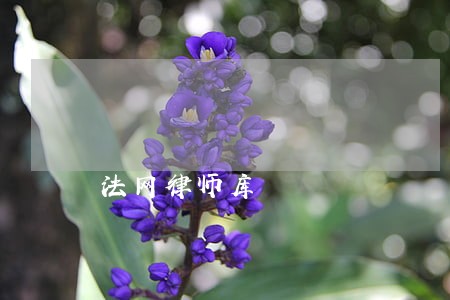 法网律师库
