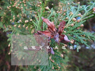 法规司长王德简历