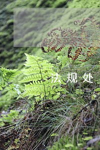 法规处