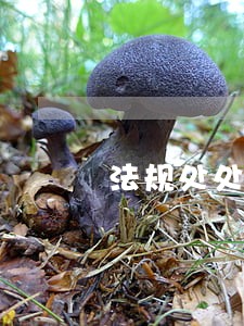 法规处处长掌握处罚权 法规处处长掌握处罚权