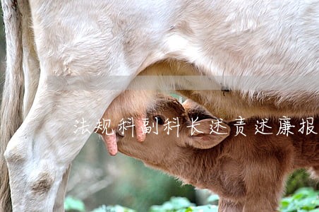 法规科副科长述责述廉报告