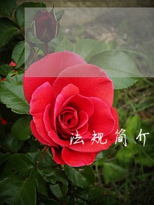 法规简介 法规简介
